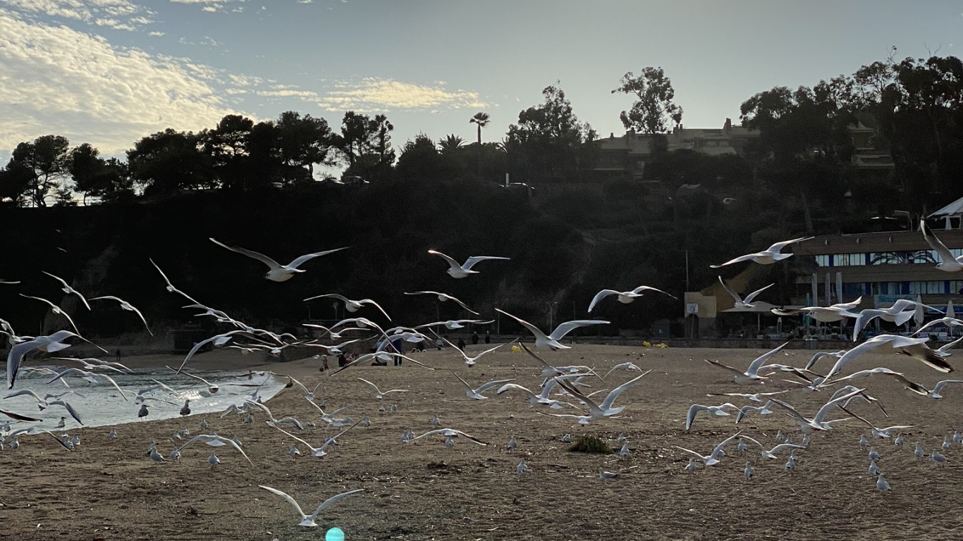 Обои наука, биология, солнечный свет, закат, восход солнца в разрешении 1366x768