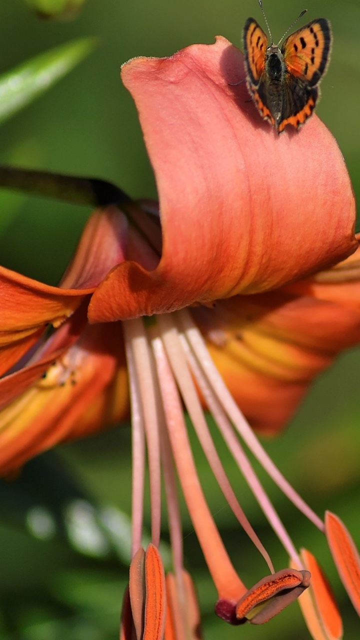 Обои полевой цветок, оранжевая Лилия, стебель растения, цветковое растение, цветок в разрешении 720x1280