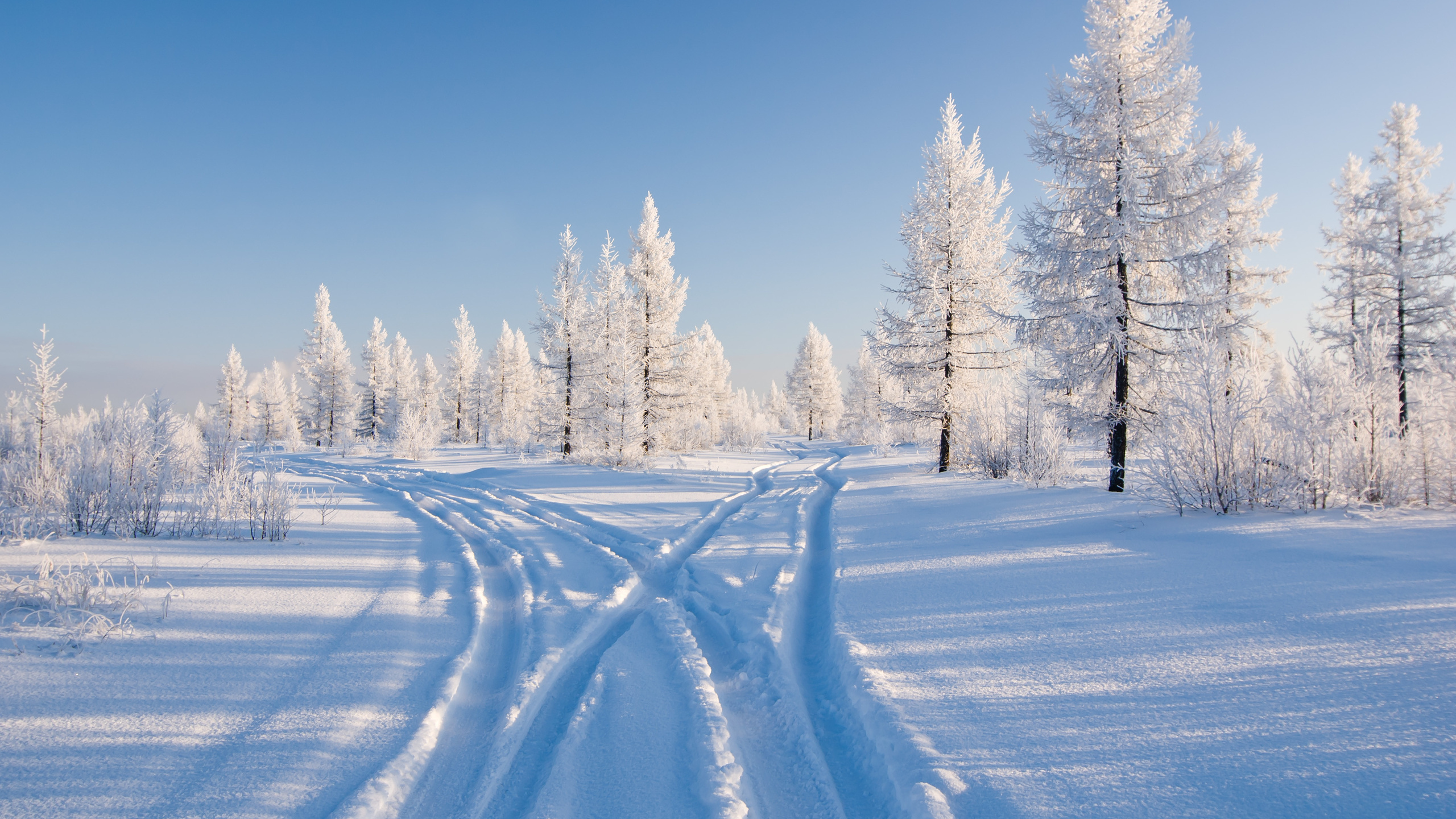 Обои снег, зима, дерево, замораживание, мороз в разрешении 2560x1440