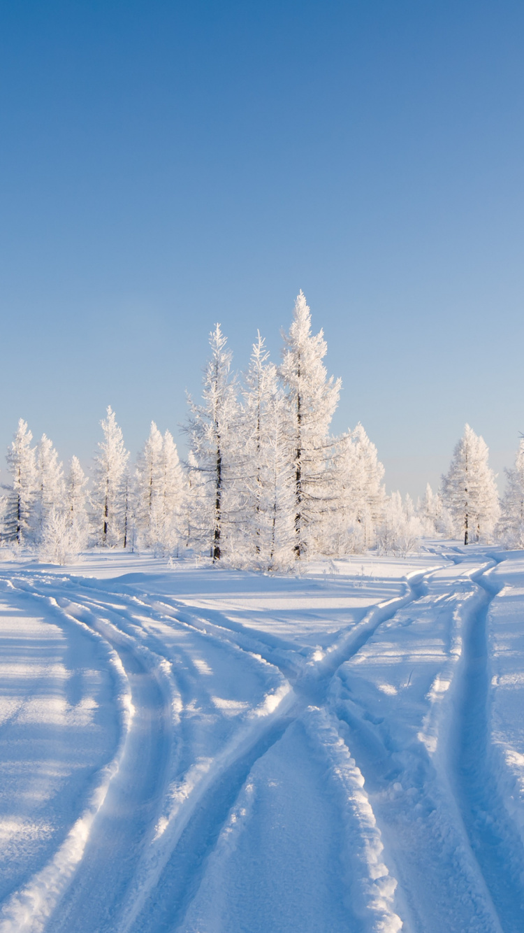 Обои снег, зима, дерево, замораживание, мороз в разрешении 750x1334