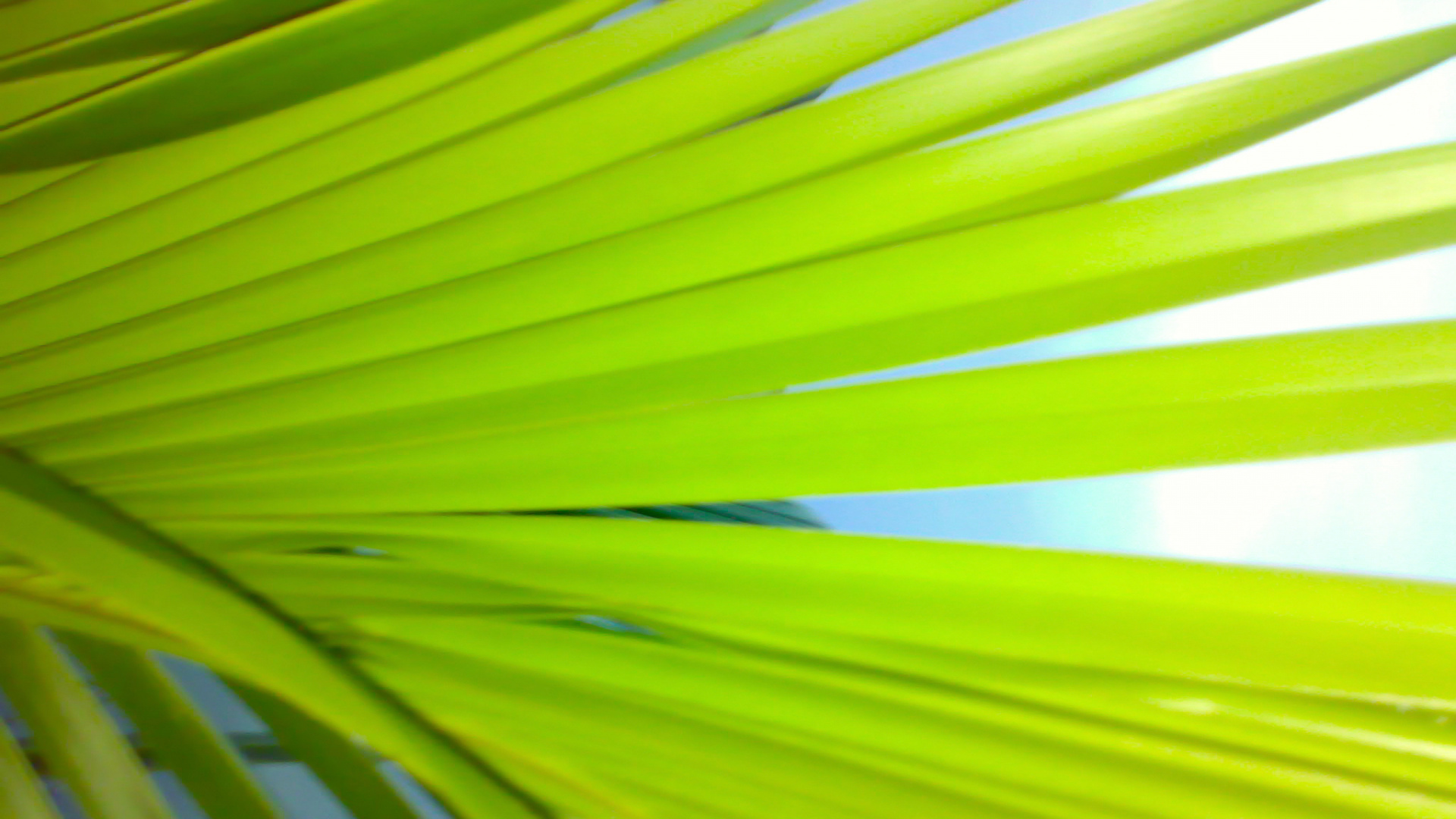 Обои Пальма, пальмовые рощи, лист, стебель растения, зеленый в разрешении 1920x1080