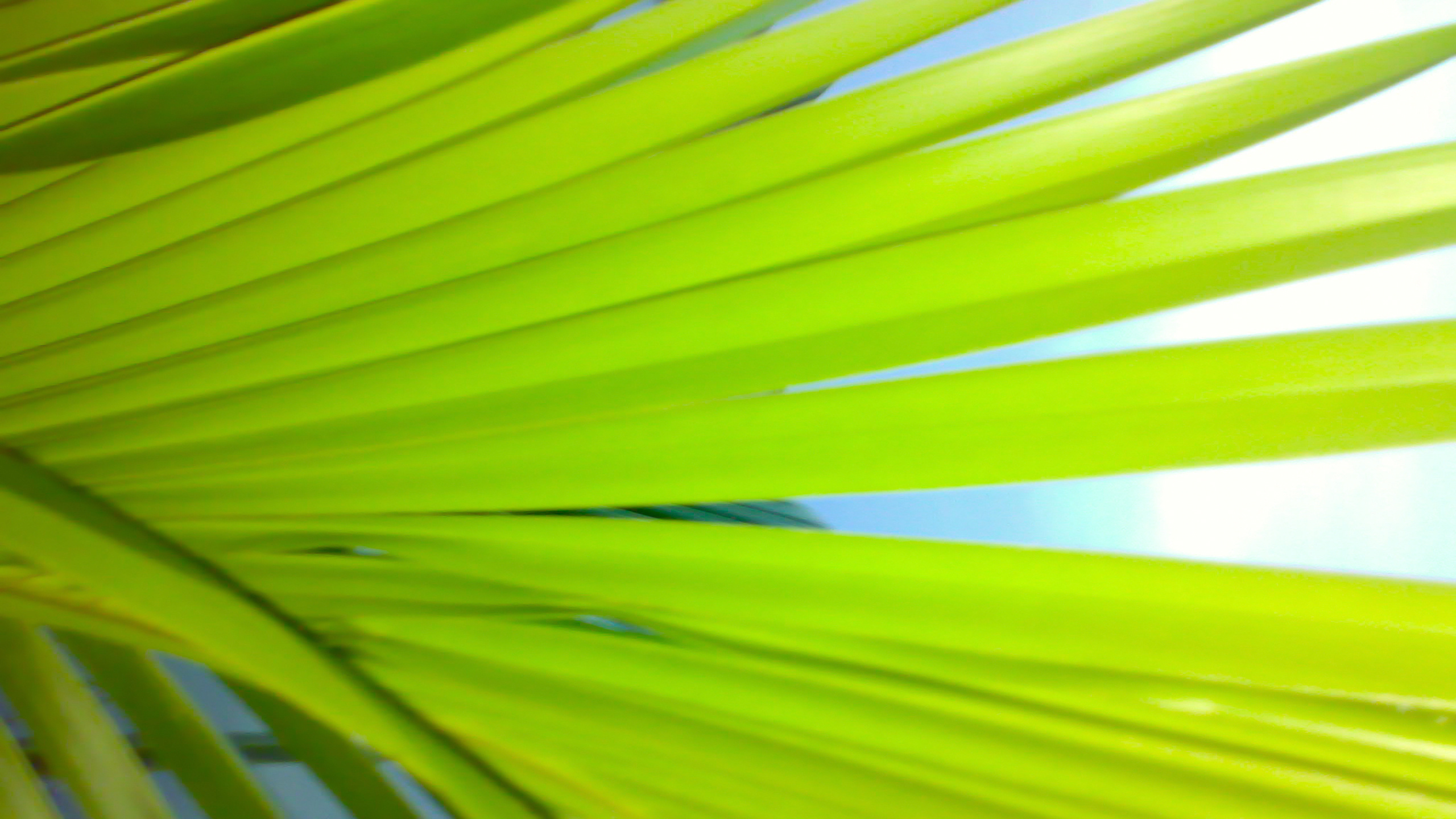 Обои Пальма, пальмовые рощи, лист, стебель растения, зеленый в разрешении 2560x1440