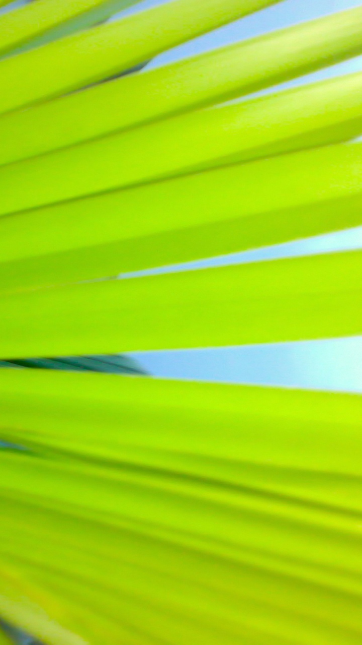 Обои Пальма, пальмовые рощи, лист, стебель растения, зеленый в разрешении 720x1280