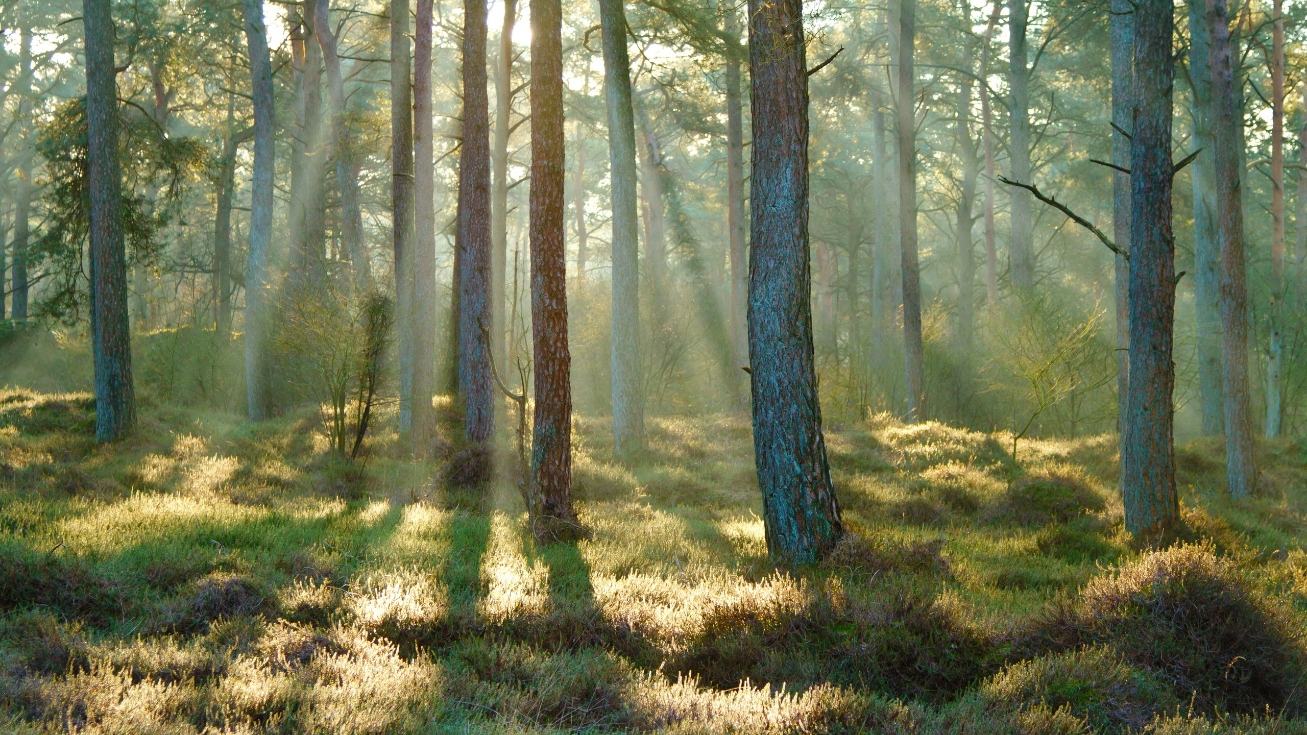 Обои лес, лесистая местность, природный заповедник, роща, растительность в разрешении 2560x1440