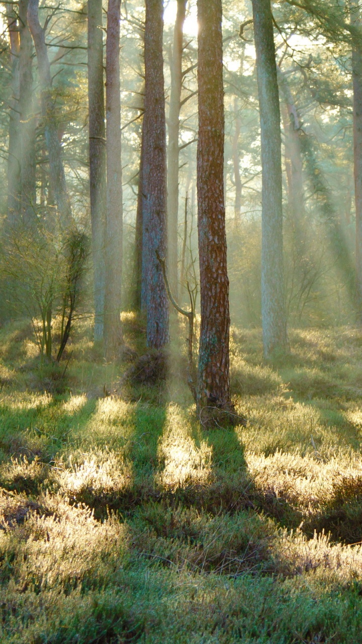 Обои лес, лесистая местность, природный заповедник, роща, растительность в разрешении 720x1280