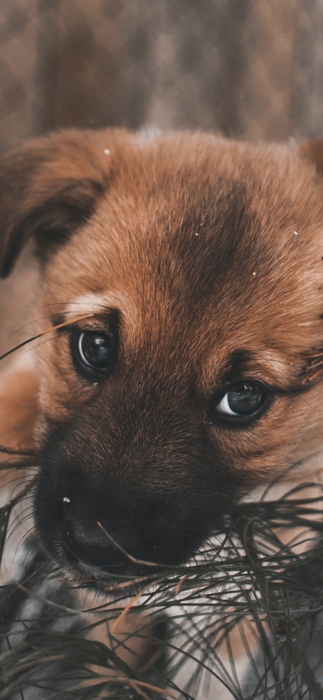 Обои щенок, привлекательность, пес, Псовые, собака породы в разрешении 1125x2436