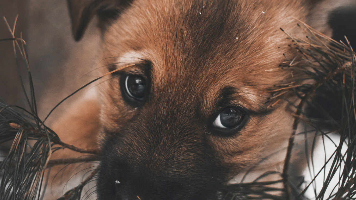 Обои щенок, привлекательность, пес, Псовые, собака породы в разрешении 1366x768