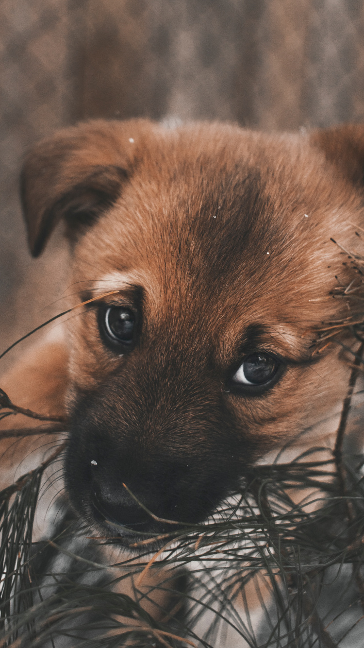 Обои щенок, привлекательность, пес, Псовые, собака породы в разрешении 750x1334