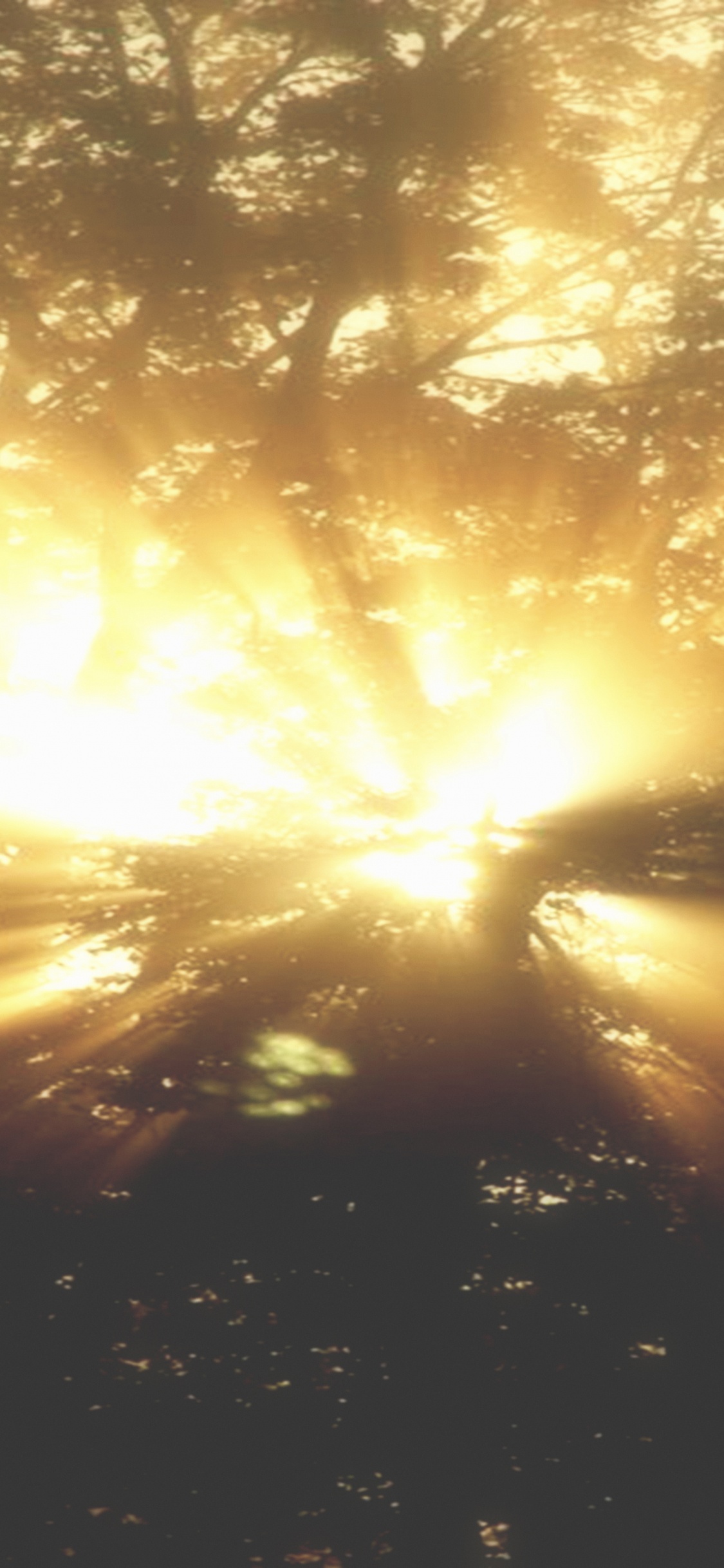 Обои солнечный свет, свет, солнце, утро, дерево в разрешении 1125x2436