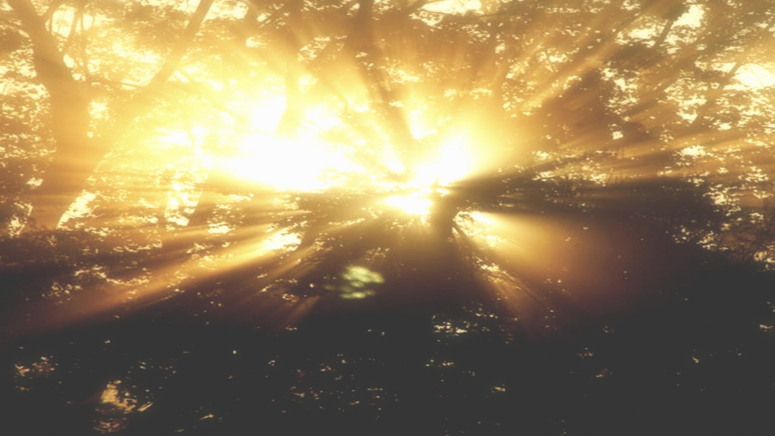 Обои солнечный свет, свет, солнце, утро, дерево в разрешении 2560x1440