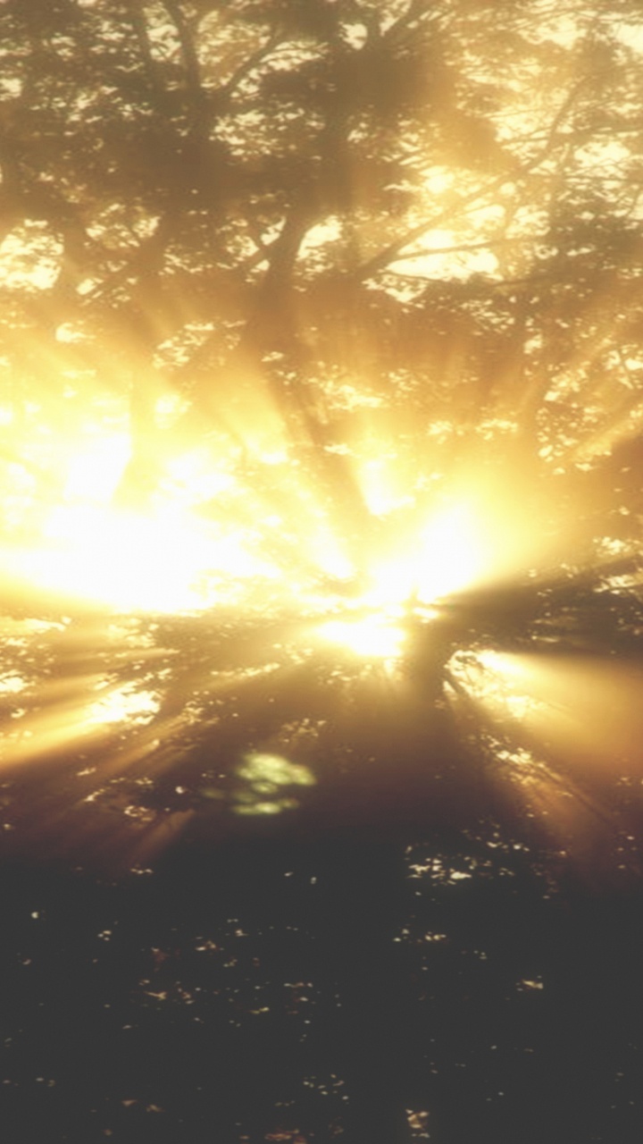 Обои солнечный свет, свет, солнце, утро, дерево в разрешении 720x1280