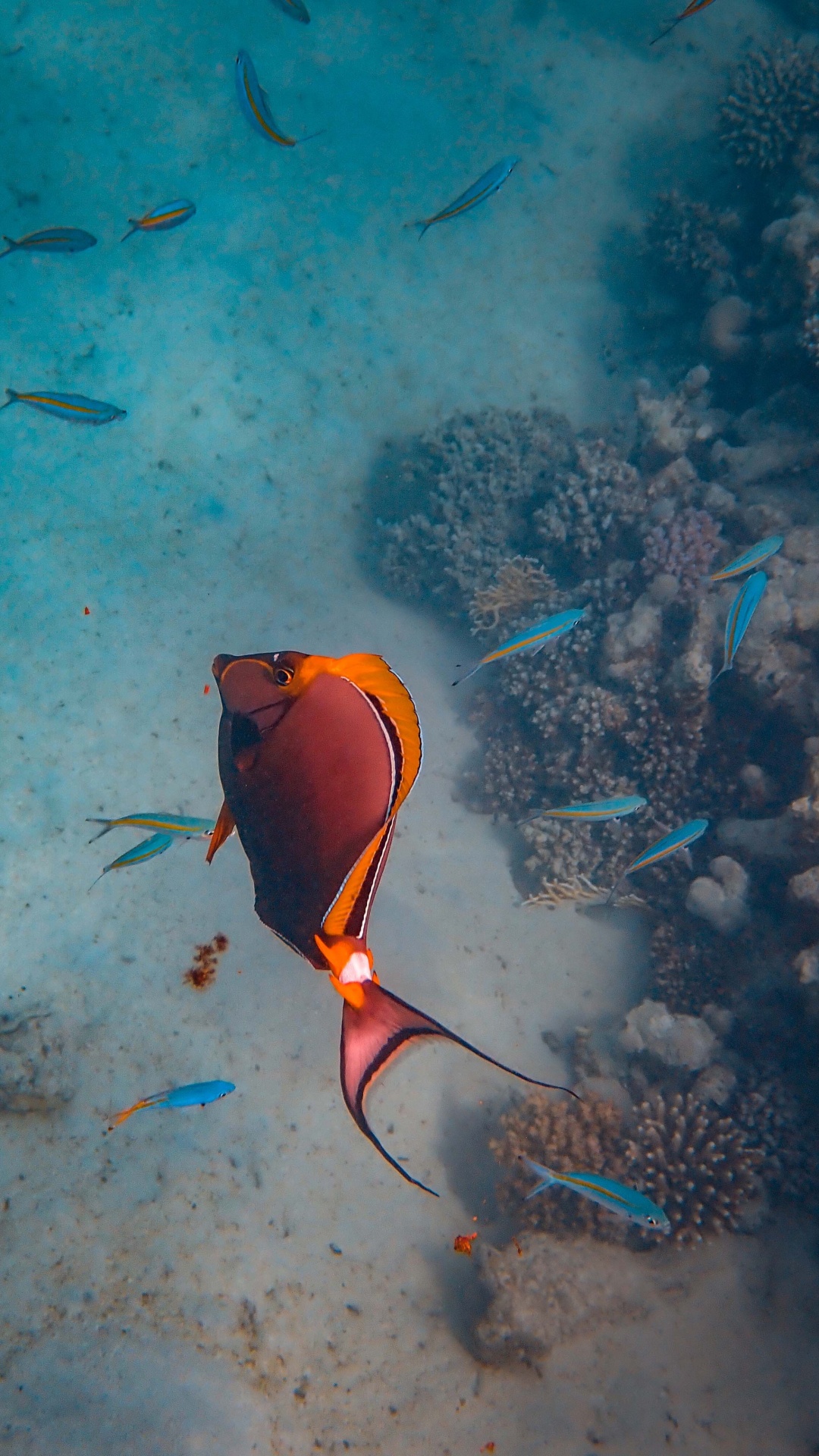 Обои коралловый риф рыбы, риф, море, подземные воды, морская биология в разрешении 1080x1920