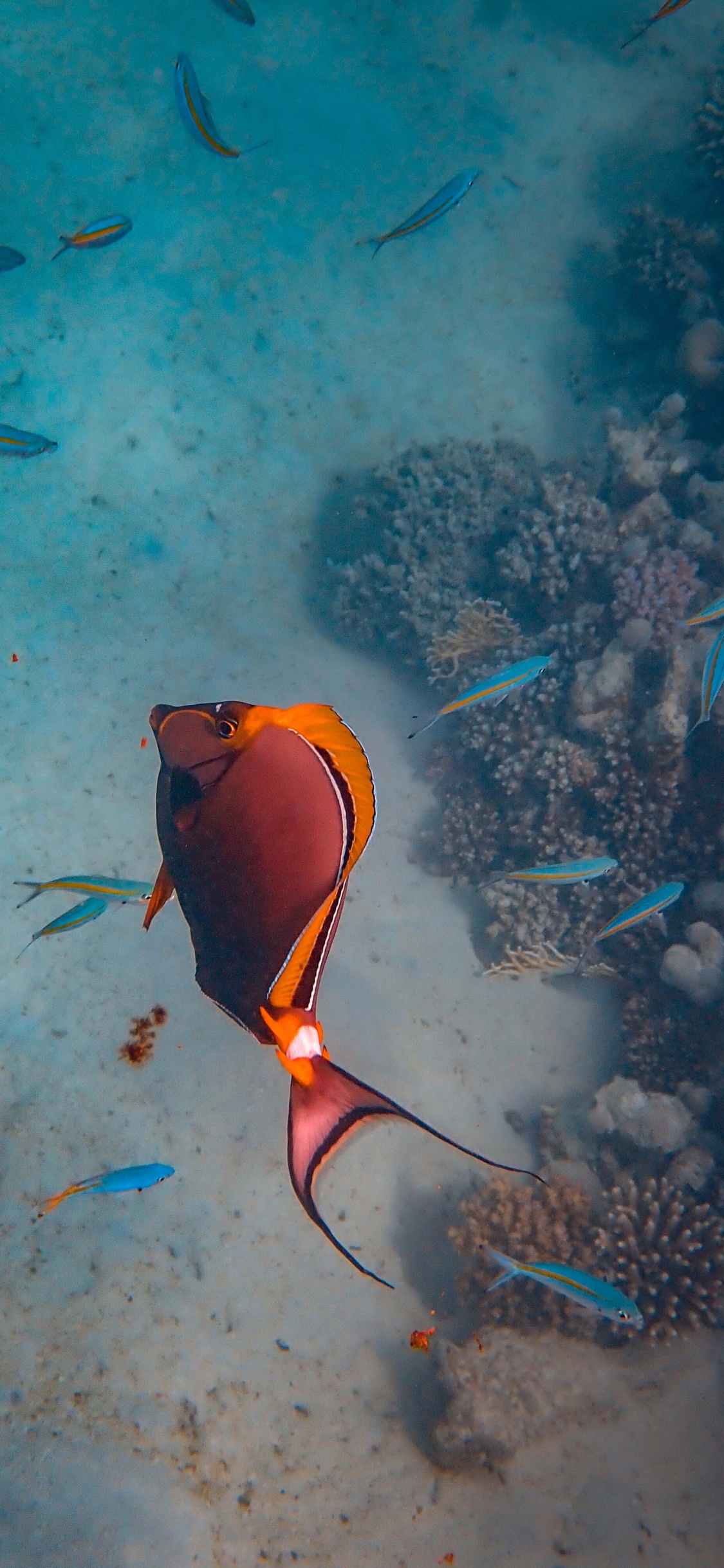 Обои коралловый риф рыбы, риф, море, подземные воды, морская биология в разрешении 1125x2436