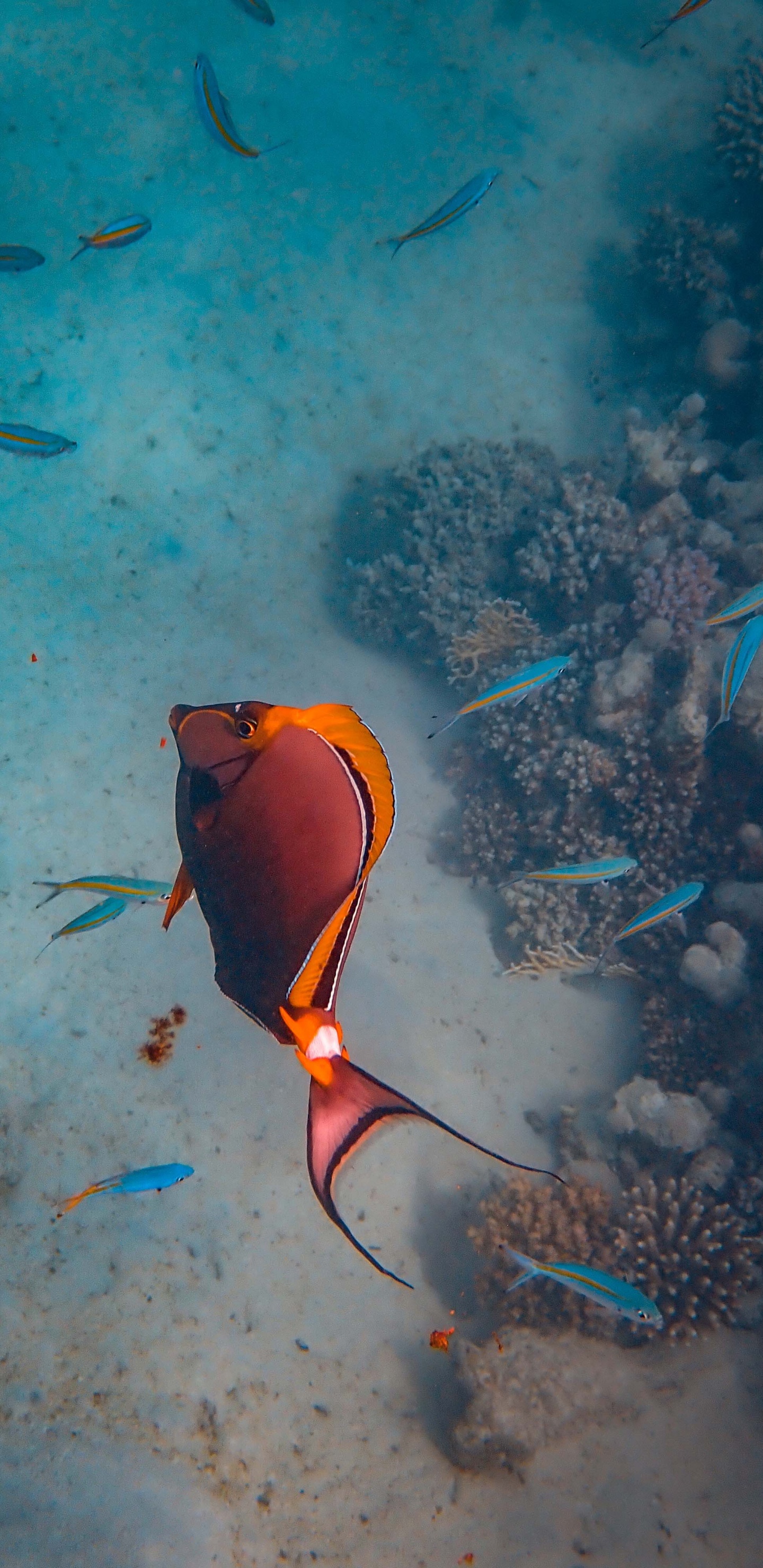 Обои коралловый риф рыбы, риф, море, подземные воды, морская биология в разрешении 1440x2960