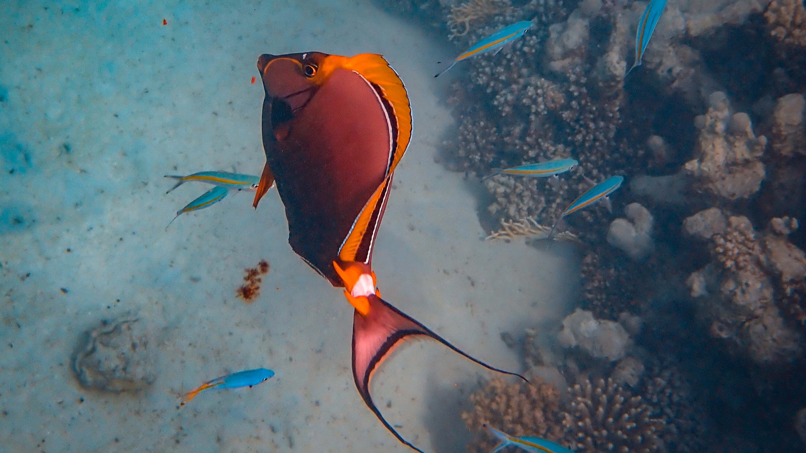 Обои коралловый риф рыбы, риф, море, подземные воды, морская биология в разрешении 2560x1440