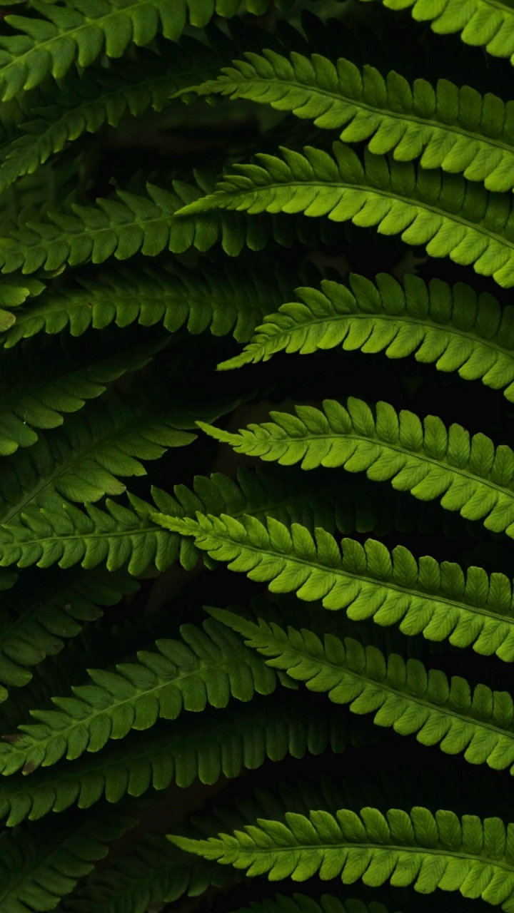 Обои растительность, эта необычная почва, книги сказочного ветра, растение, ботаники в разрешении 720x1280