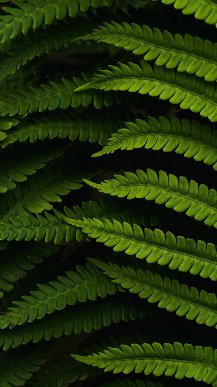 Обои растительность, эта необычная почва, книги сказочного ветра, растение, ботаники в разрешении 750x1334