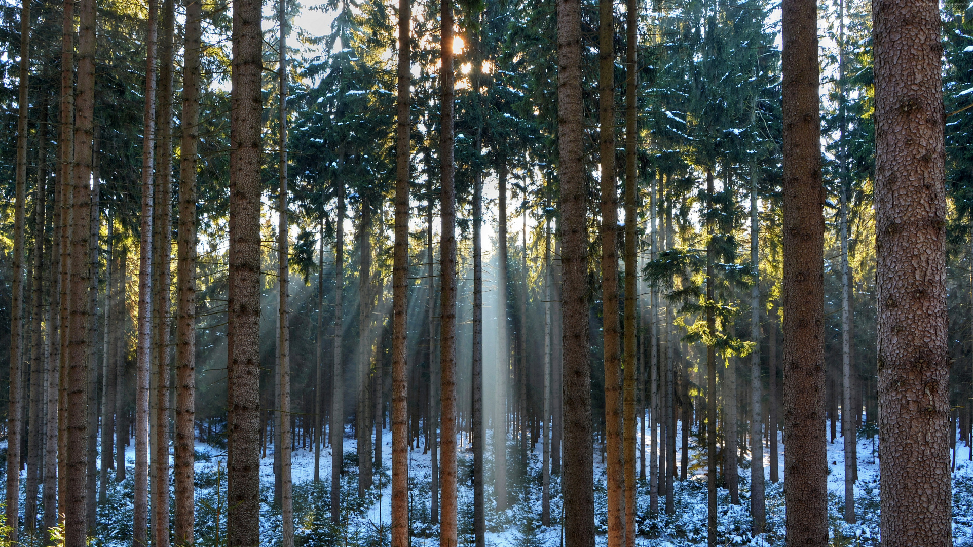 Обои фреска, древесина, дерево, стена, лес в разрешении 1920x1080