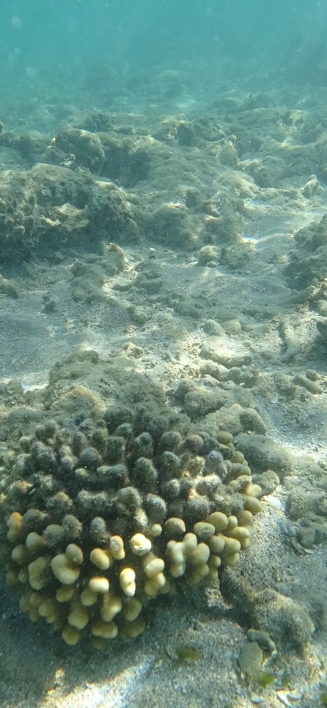 Обои риф, морская биология, экосистема, морские беспозвоночные, вода в разрешении 1125x2436