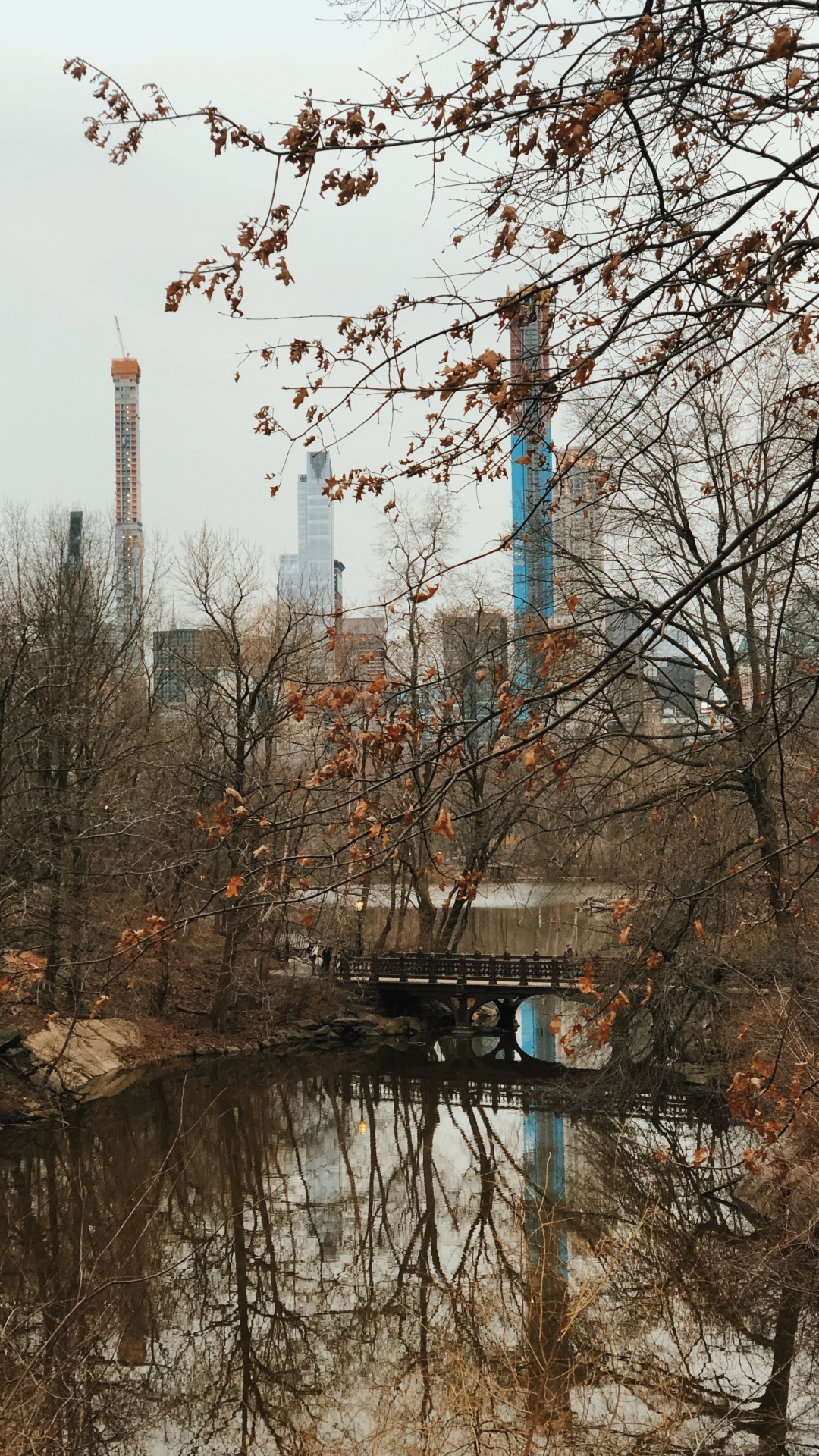 Обои отражение, вода, биология, ветвь, прут в разрешении 1080x1920