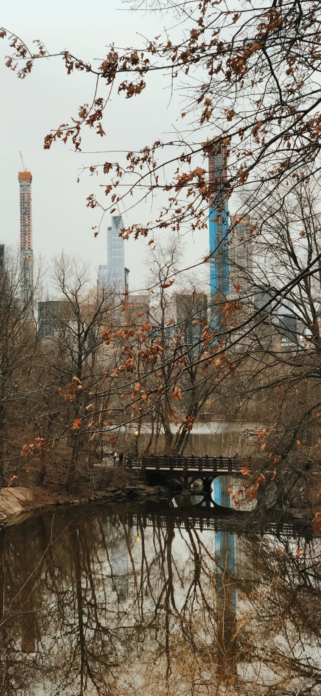 Обои отражение, вода, биология, ветвь, прут в разрешении 1125x2436