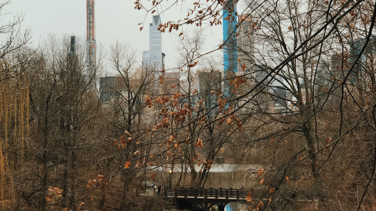 Обои отражение, вода, биология, ветвь, прут в разрешении 1280x720