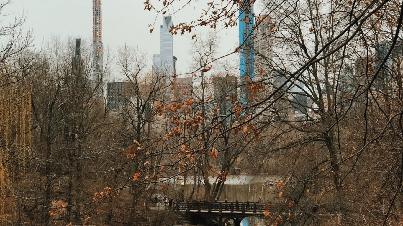 Обои отражение, вода, биология, ветвь, прут в разрешении 1366x768