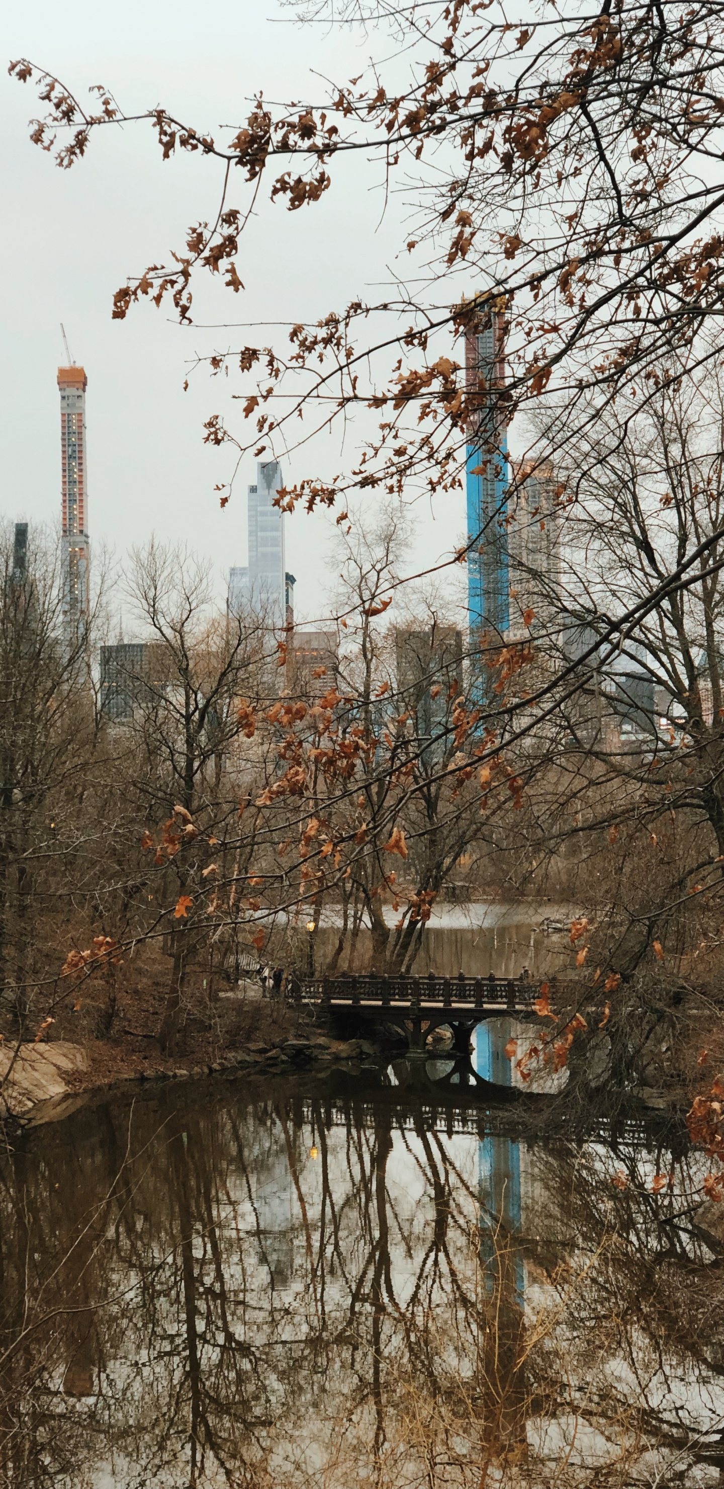 Обои отражение, вода, биология, ветвь, прут в разрешении 1440x2960