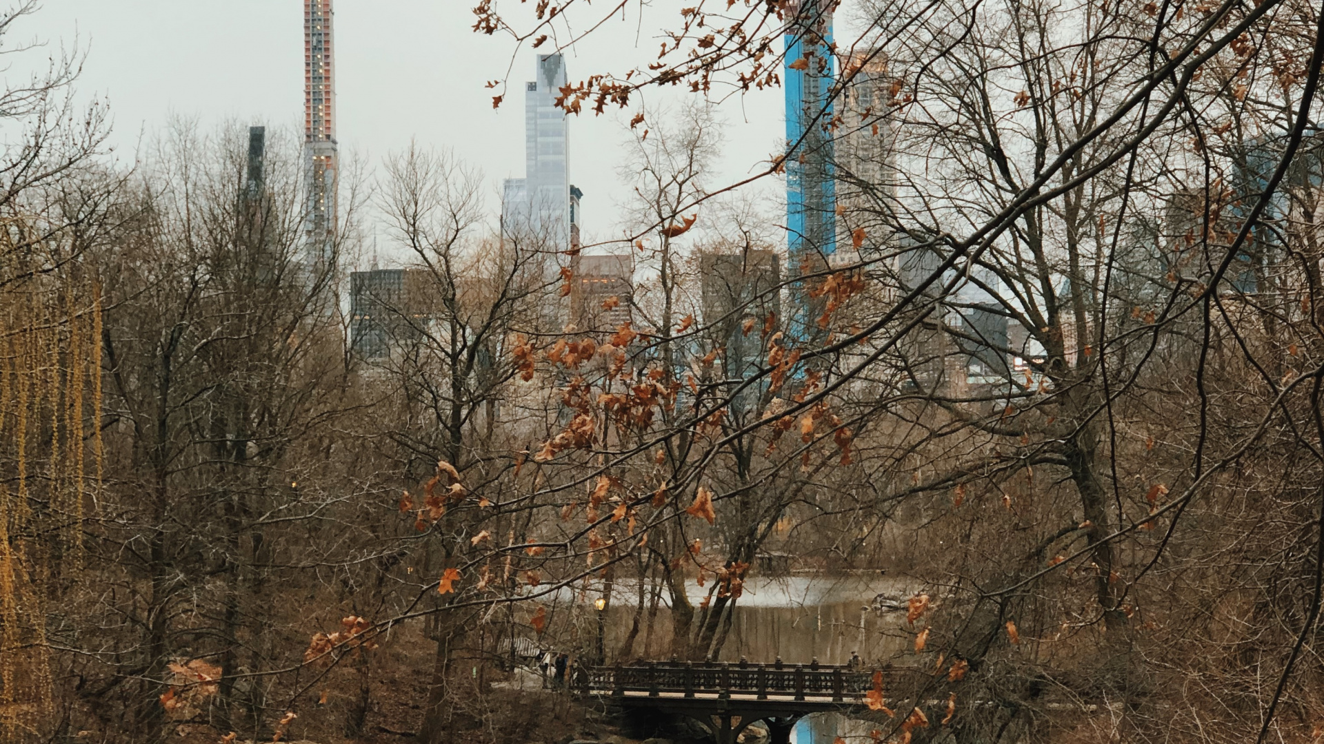 Обои отражение, вода, биология, ветвь, прут в разрешении 1920x1080