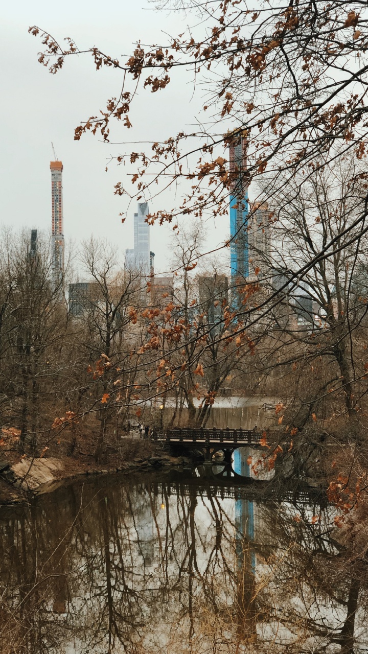 Обои отражение, вода, биология, ветвь, прут в разрешении 720x1280