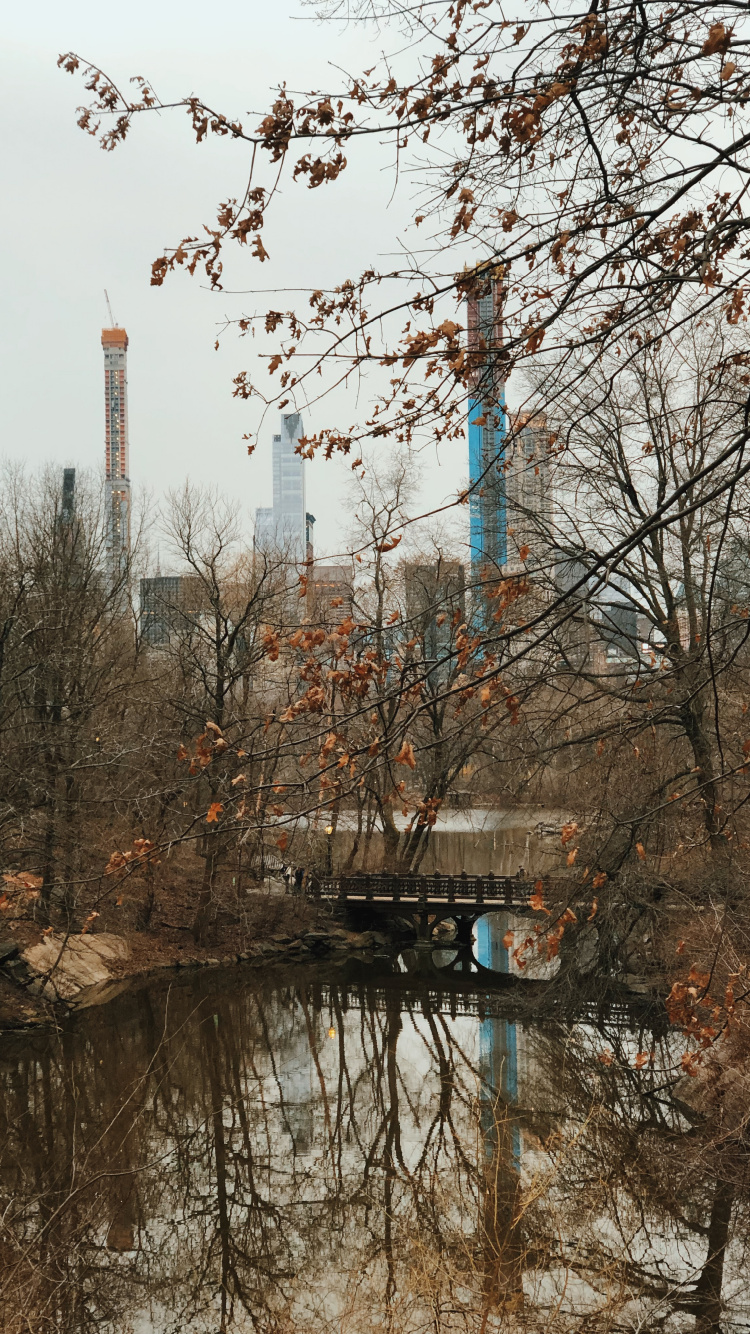 Обои отражение, вода, биология, ветвь, прут в разрешении 750x1334