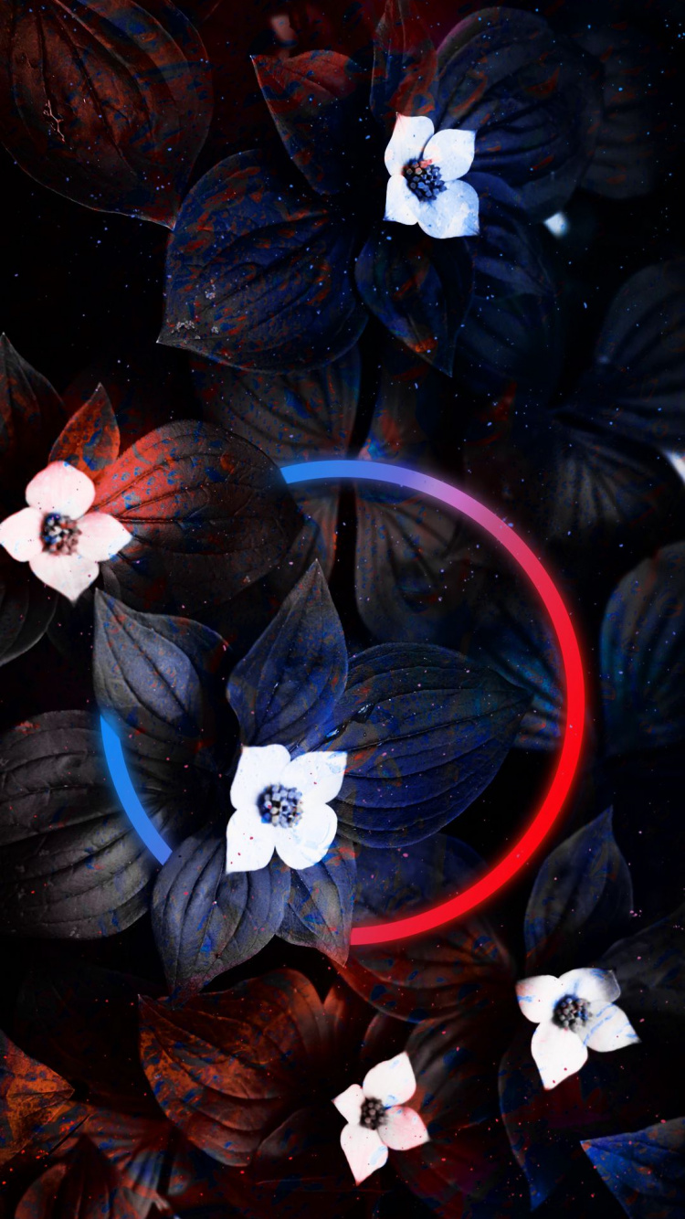 Обои темнота, цветок, белые, лепесток, свет в разрешении 750x1334