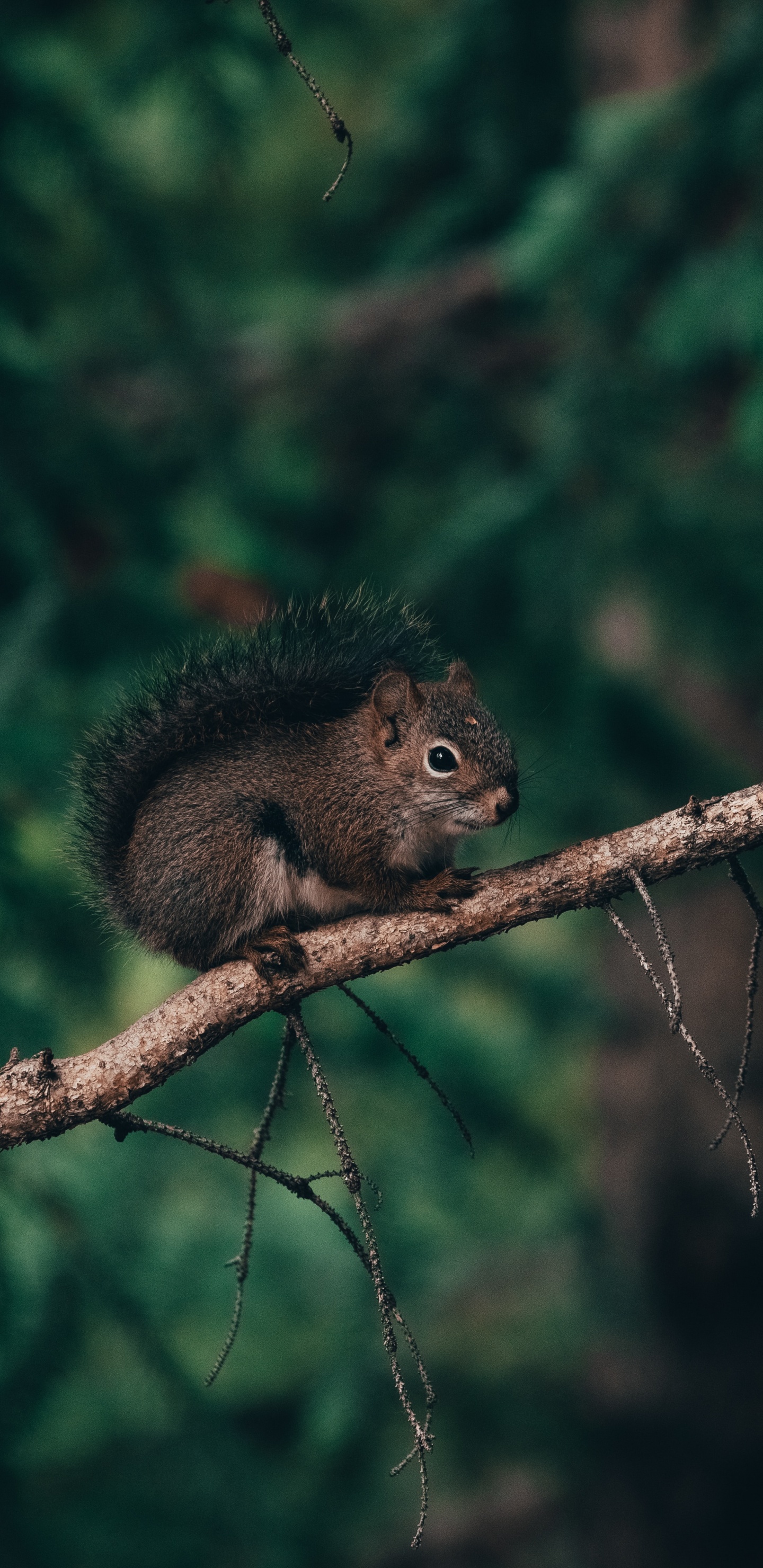 Обои растение, живая природа, дерево, адаптация, старовозрастные леса в разрешении 1440x2960