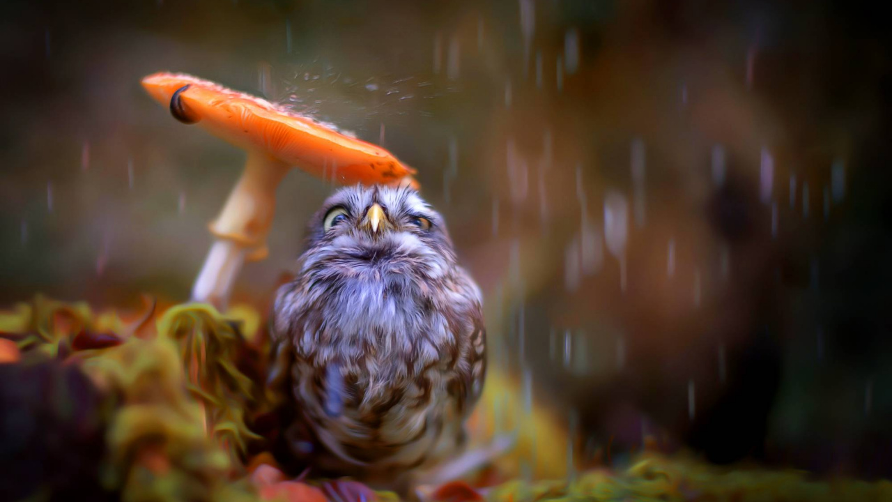 Обои природа, птица, хищная птица, клюв, живая природа в разрешении 1280x720