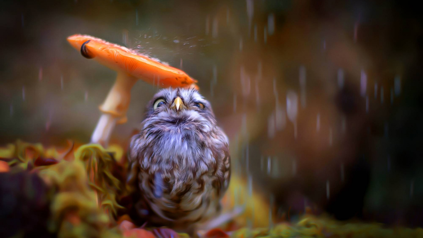 Обои природа, птица, хищная птица, клюв, живая природа в разрешении 1366x768