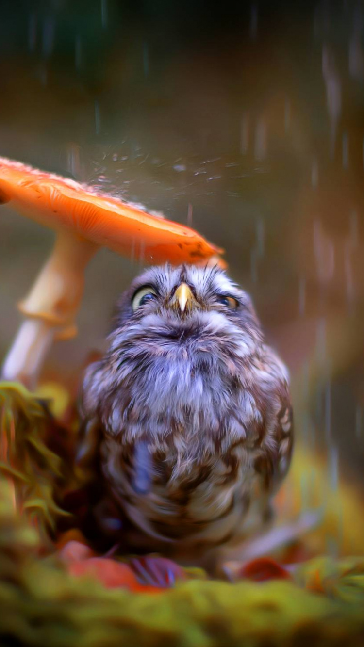 Обои природа, птица, хищная птица, клюв, живая природа в разрешении 750x1334