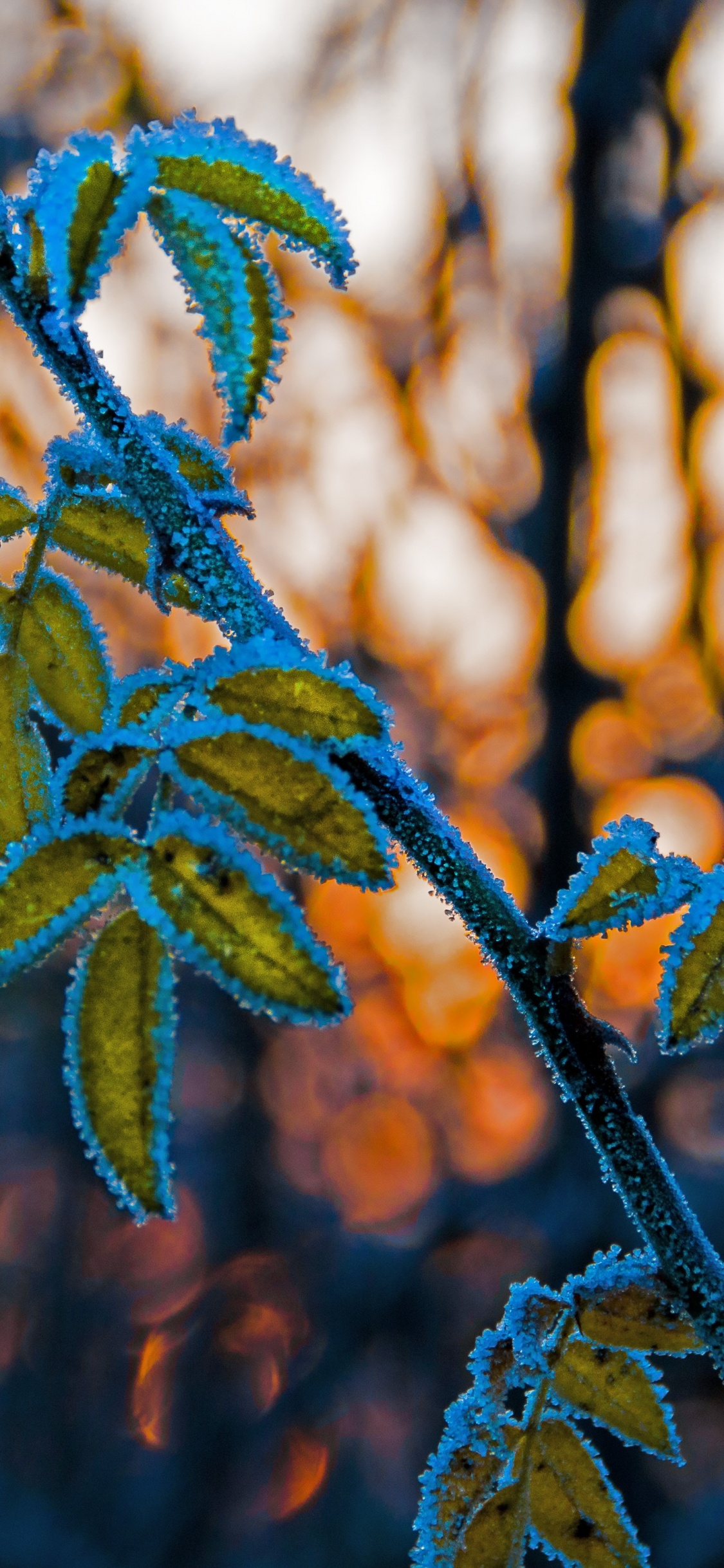 Обои лист, прут, стебель растения, ветвь, синий в разрешении 1125x2436