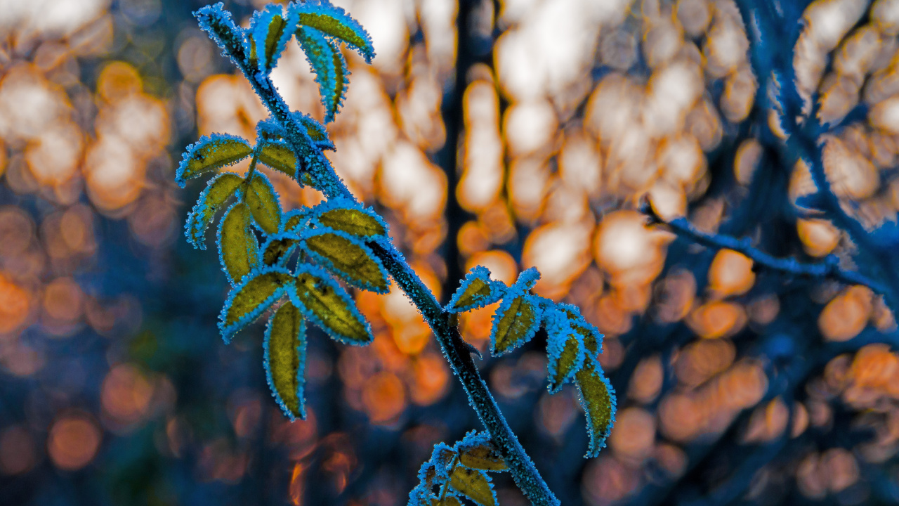 Обои лист, прут, стебель растения, ветвь, синий в разрешении 1280x720