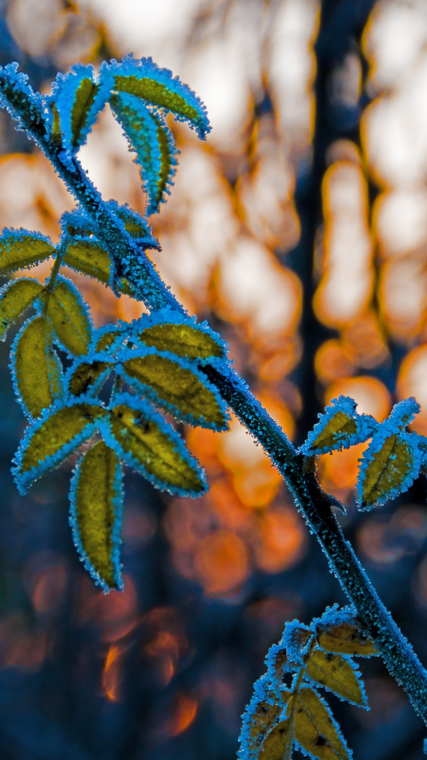 Обои лист, прут, стебель растения, ветвь, синий в разрешении 1440x2560