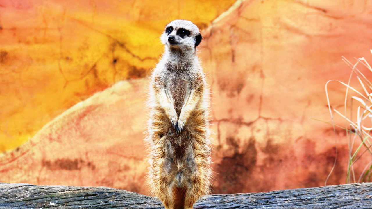 Обои суриката, живая природа, мангуста, наземные животные, морда в разрешении 1280x720