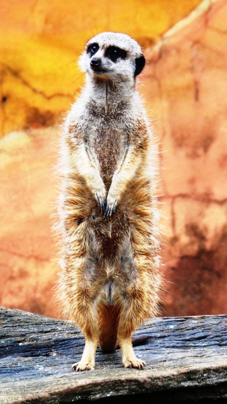 Обои суриката, живая природа, мангуста, наземные животные, морда в разрешении 750x1334