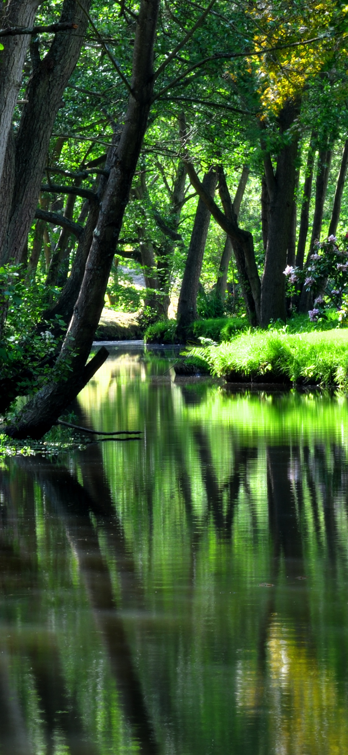 Обои природа, зеленый, вода, отражение, растительность в разрешении 1125x2436