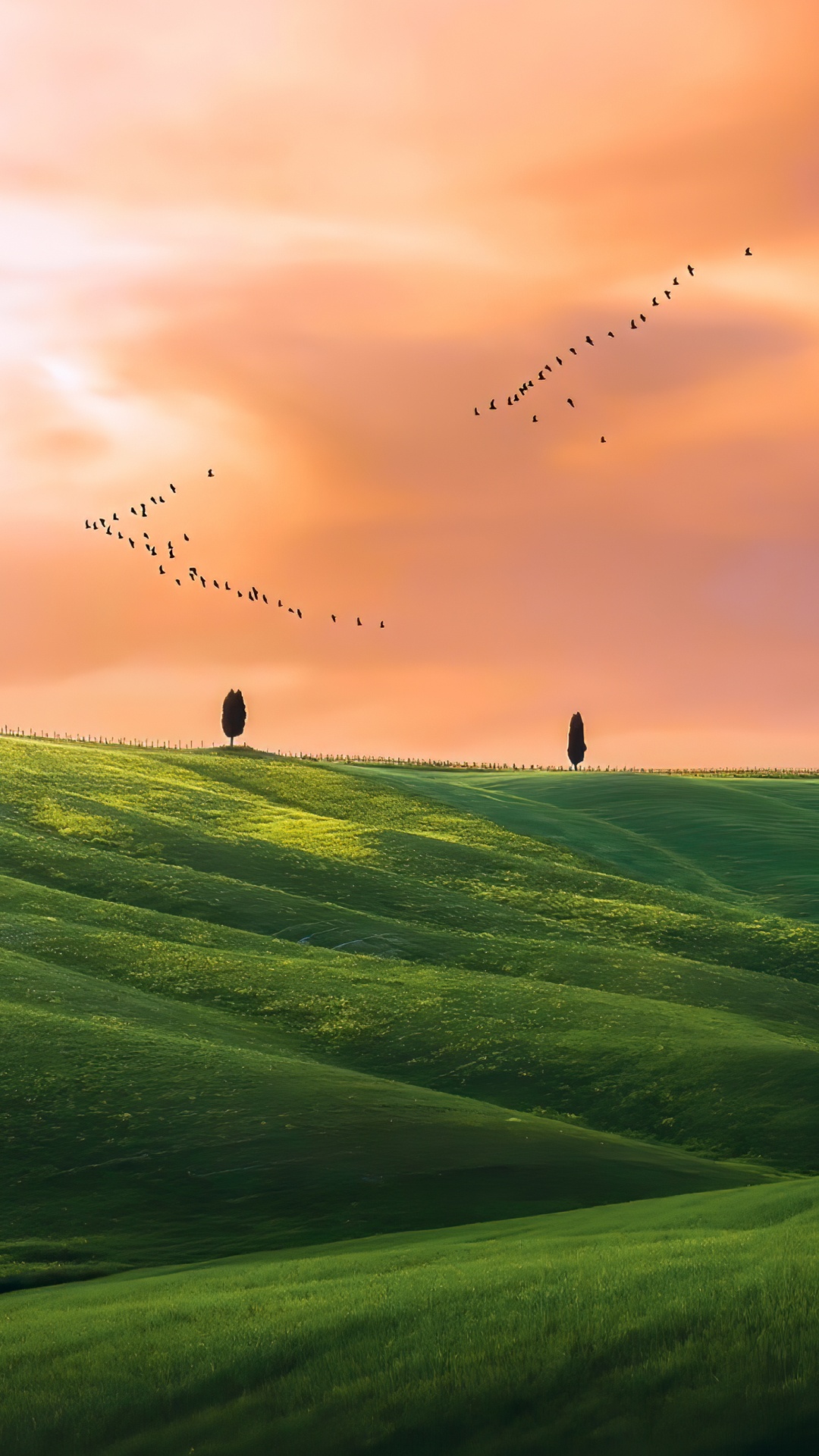 Обои сенокосное угодье, растение, облако, атмосфера, птица в разрешении 1080x1920