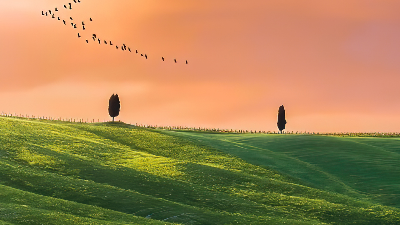 Обои сенокосное угодье, растение, облако, атмосфера, птица в разрешении 1280x720