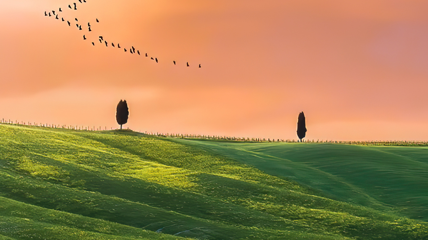 Обои сенокосное угодье, растение, облако, атмосфера, птица в разрешении 1366x768