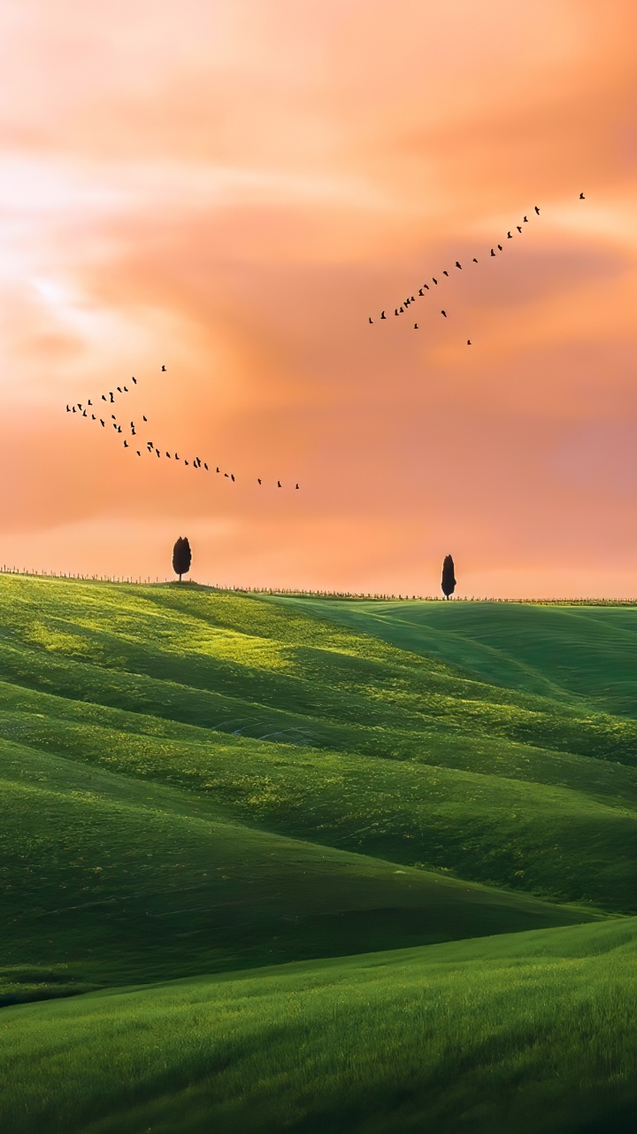 Обои сенокосное угодье, растение, облако, атмосфера, птица в разрешении 720x1280