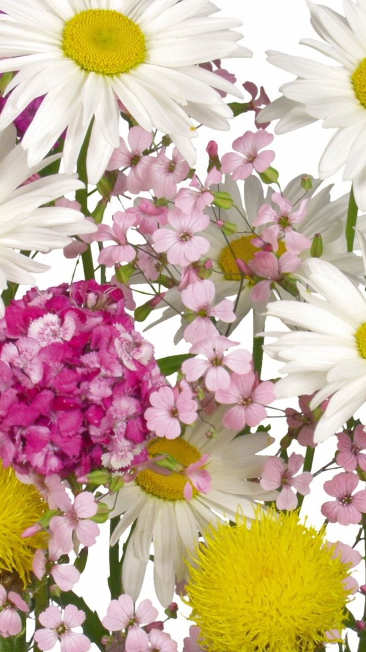 Обои цветочный букет, срезанные цветы, флористика, цветковое растение, Маргаритка в разрешении 720x1280