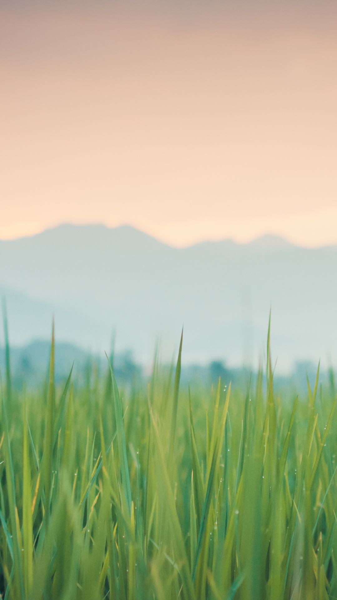 Обои трава, цветной, атмосфера, растение, облако в разрешении 1080x1920