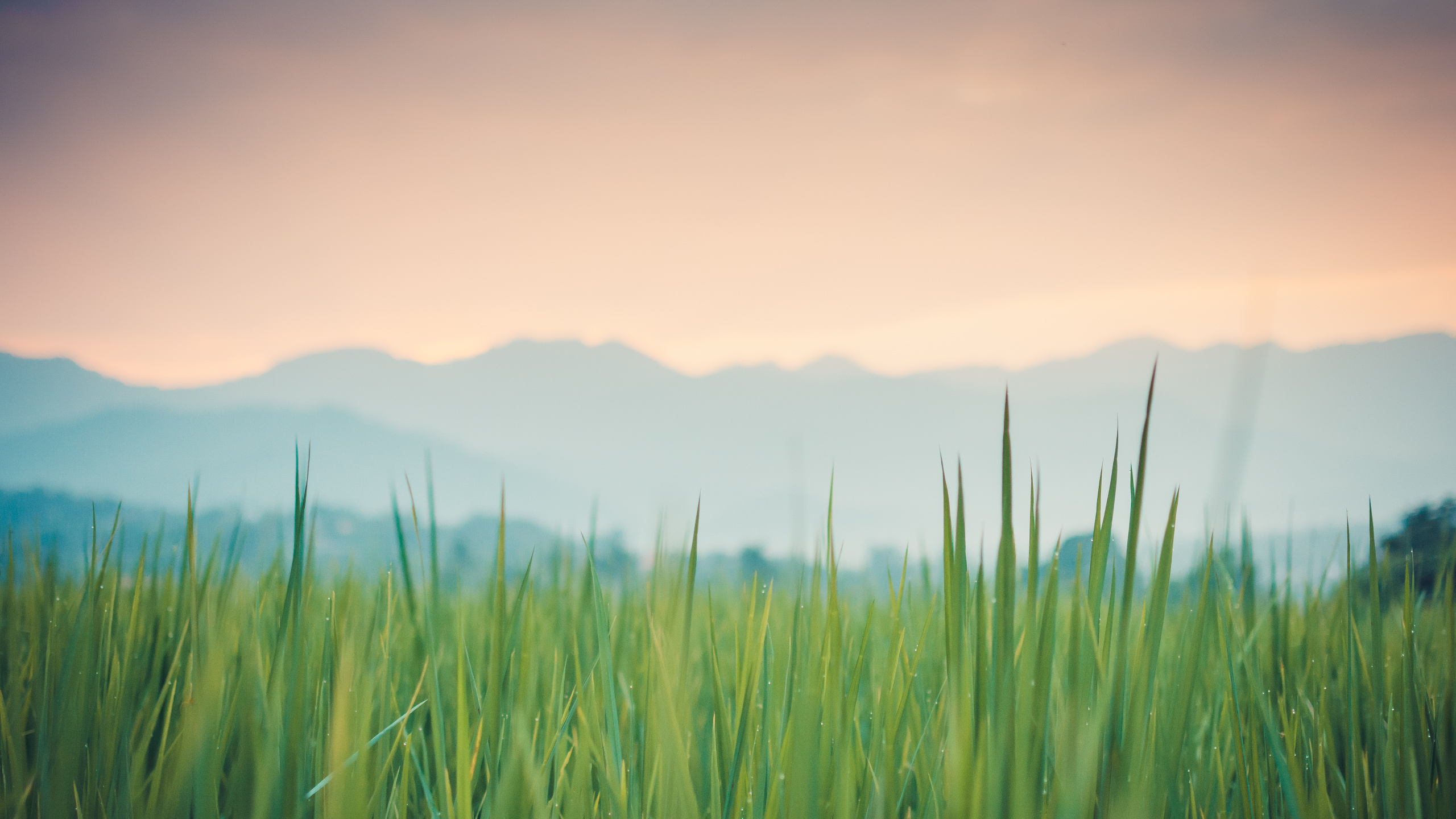 Обои трава, цветной, атмосфера, растение, облако в разрешении 2560x1440