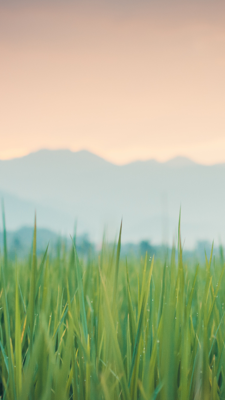 Обои трава, цветной, атмосфера, растение, облако в разрешении 750x1334